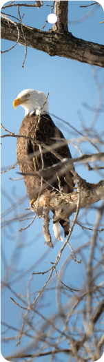 Bald Eagle (100545-0041)