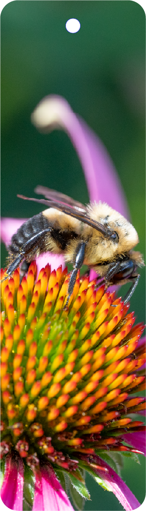 Bumblebee (100451-0045)