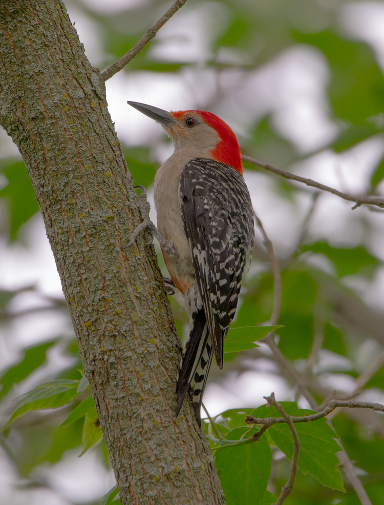 Red-bellied Woodpecker (100341-0020)