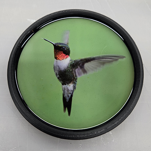 Ruby-throated Hummingbird (100421-0328)