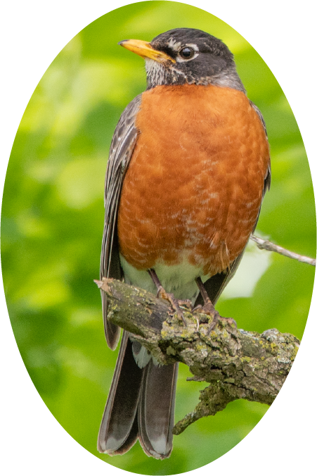 Robin (100322-0001)