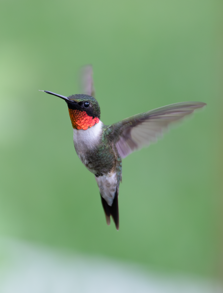 Ruby-throated Hummingbird (100421-0328)