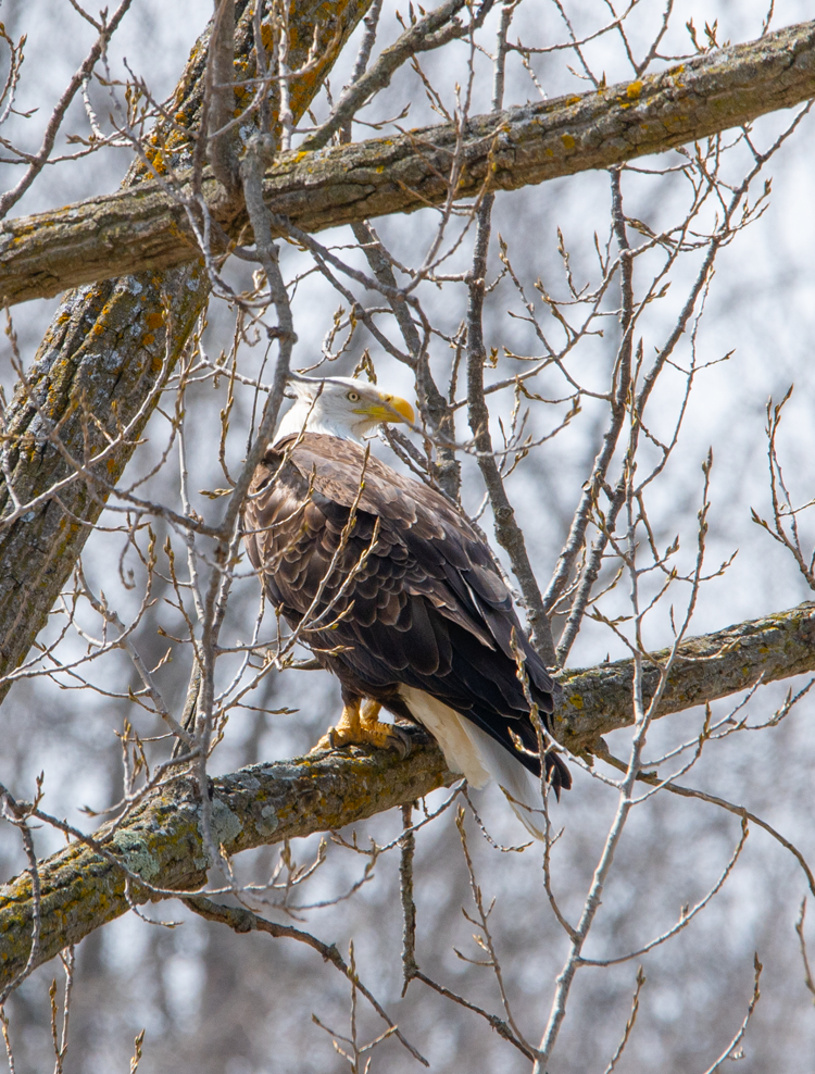 Bald Eagle (100397-0010)