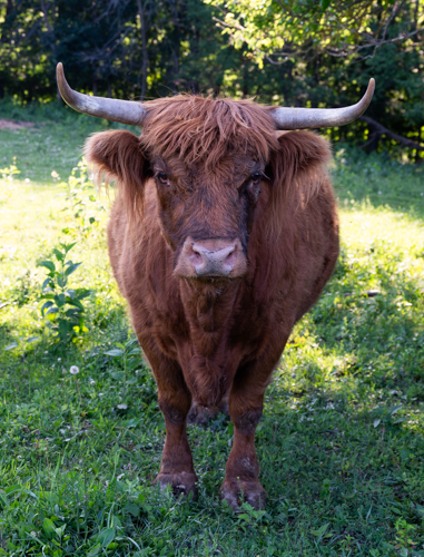 Highland Cow (100515-0040)