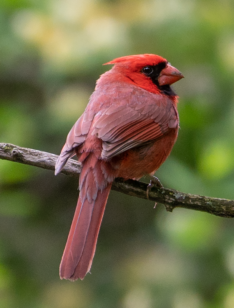 Cardinal (100322-0032)