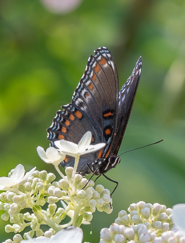 Red Spotted Purple (100518-0043)