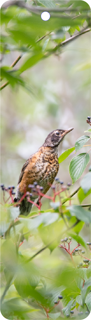 Juvenile Robin (100341-0012)