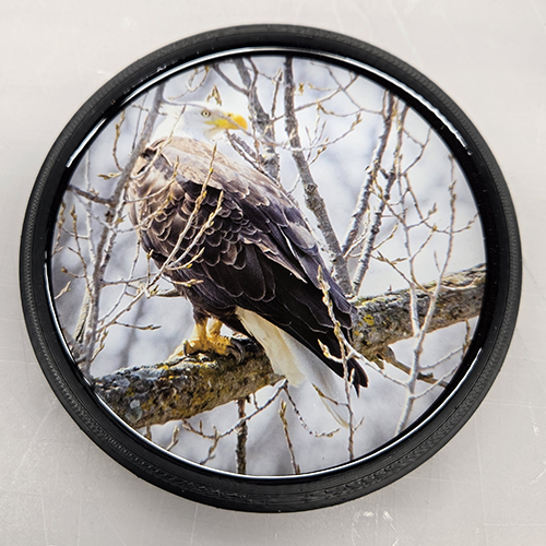 Bald Eagle (100397-0010)