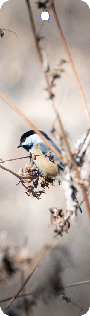Black-capped Chickadee (100383-0009)