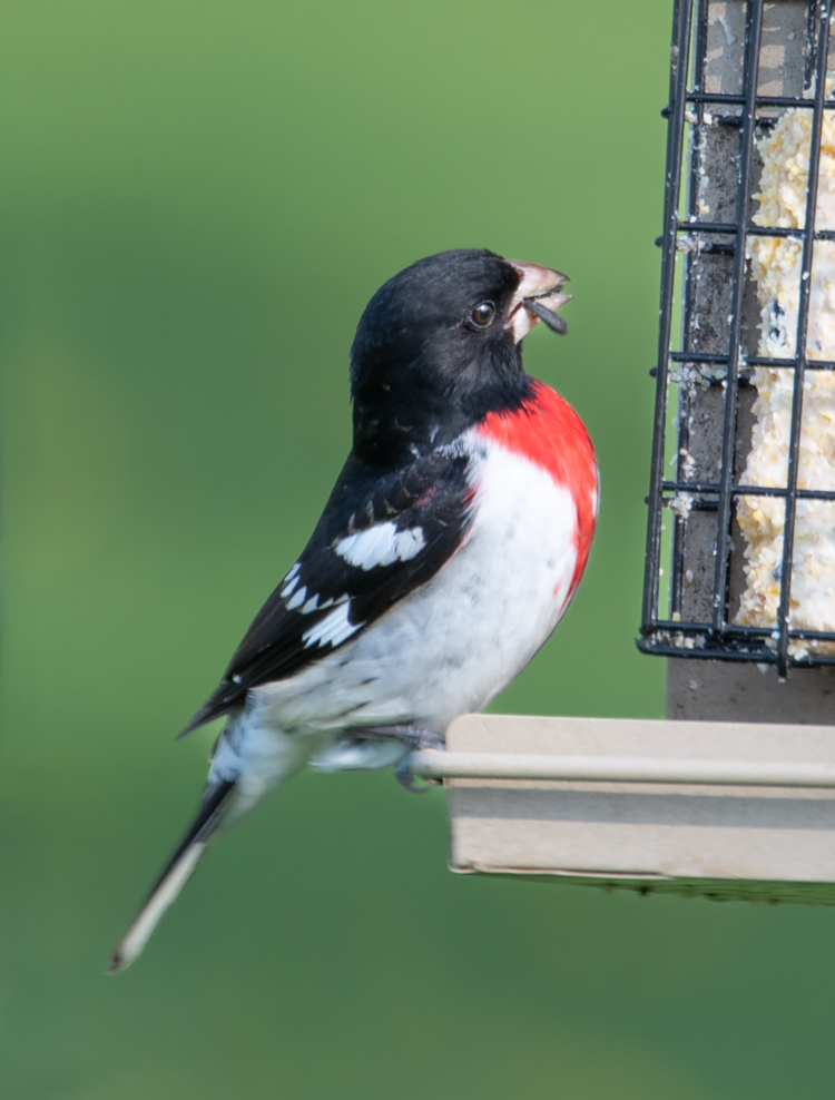 Rose-Breasted Grosbeak (100407-0024)