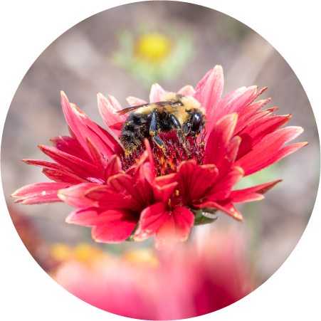 Bumblebee (100329-0081)