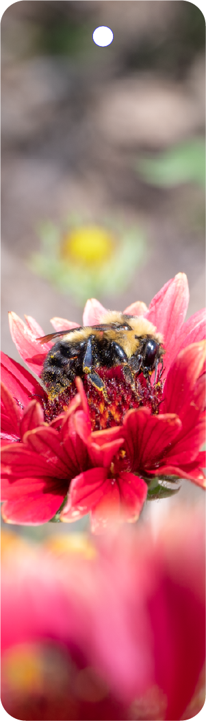 Bumblebee (100329-0081)