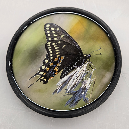 Black Swallowtail (100495-0050)