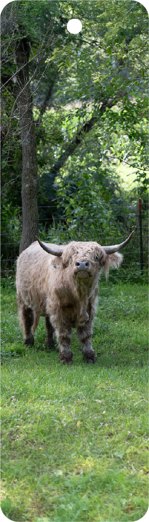 Highland Cow (100524-0098)