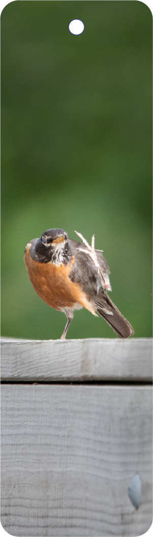 Robin (100332-0046)