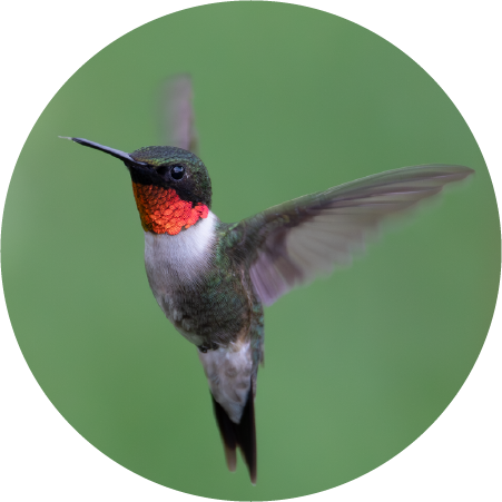 Ruby-throated Hummingbird (100421-0328)