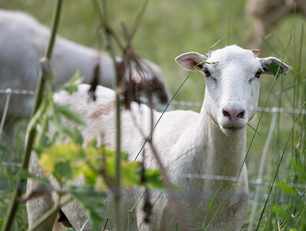 Lamb (100332-0010)