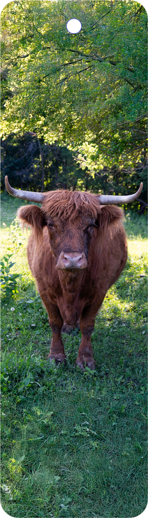 Highland Cow (100515-0040)