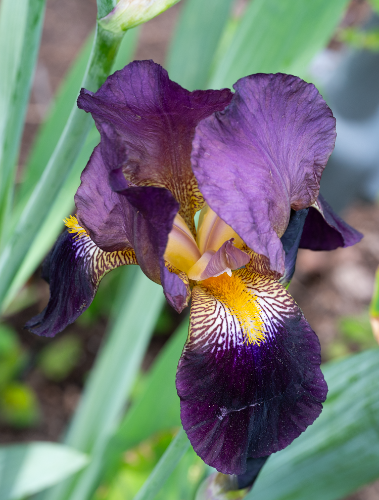 Bearded Iris (100484-0003)
