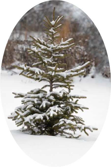 Snow-covered Tree (100387-0001)