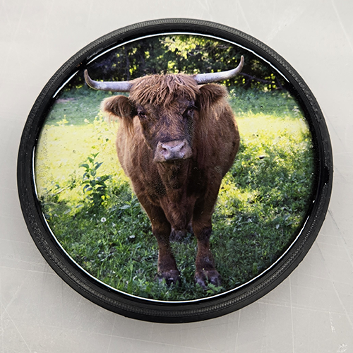 Highland Cow (100515-0040)