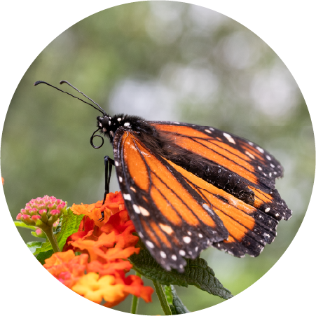 Monarch (100490-0080)
