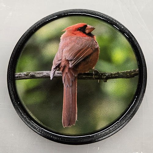 Cardinal (100322-0032)