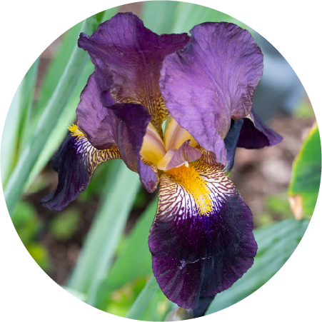 Bearded Iris (100484-0003)