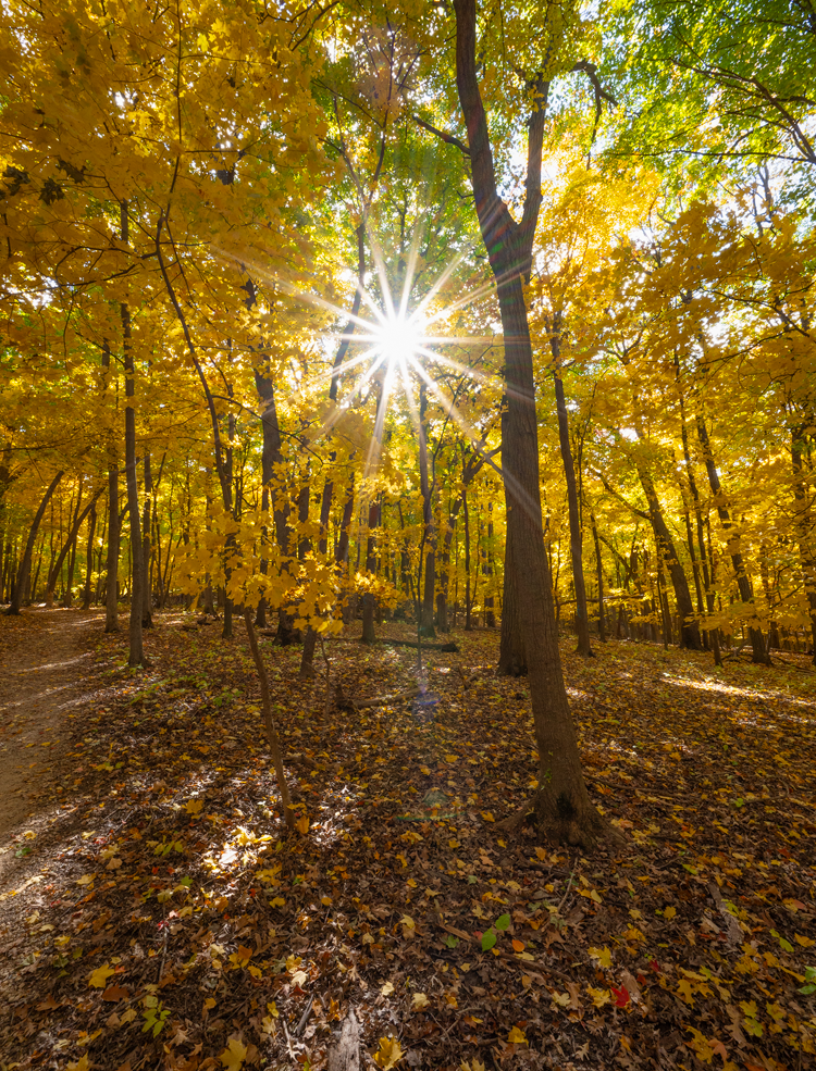 Fall Sunstar (100466-0029)