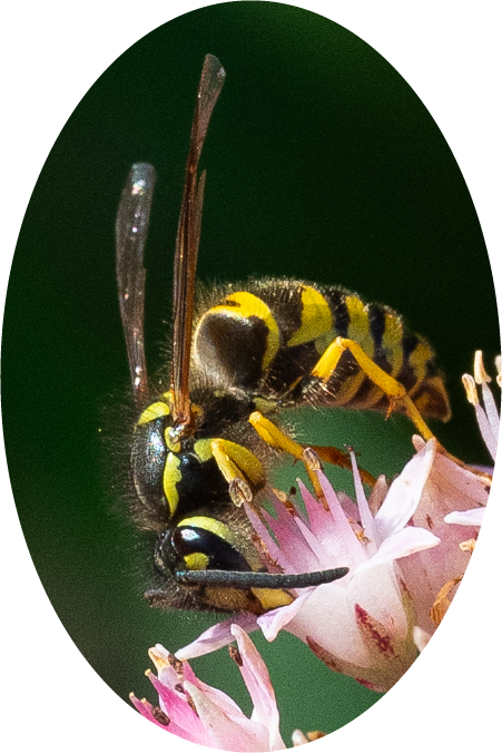 Wasp (100455-0024)