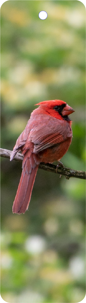 Cardinal (100322-0032)