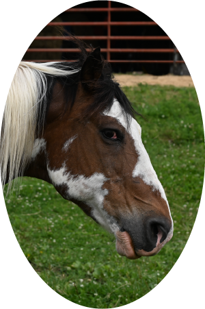 Horse (100561-1684)