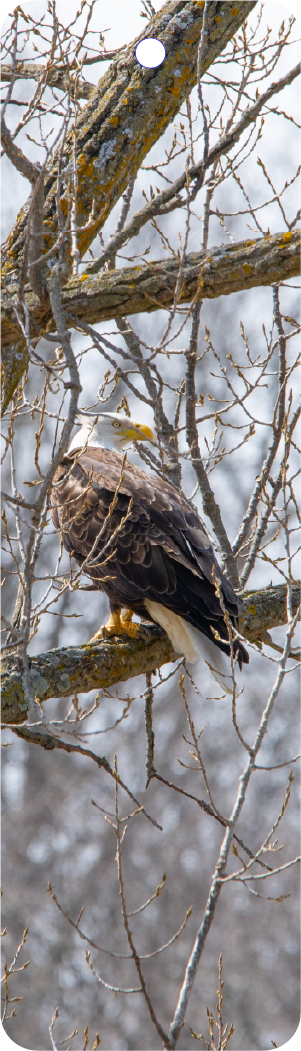 Bald Eagle (100397-0010)