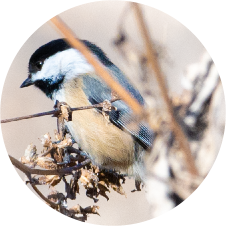 Black-capped Chickadee (100383-0009)