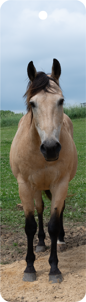 Horse (100561-0764)