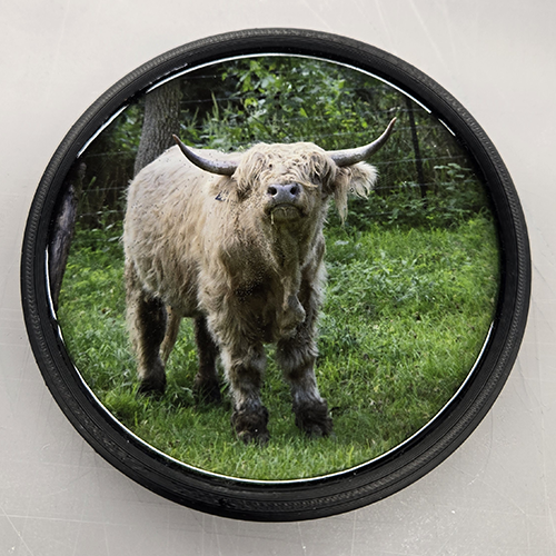 Highland Cow (100524-0098)