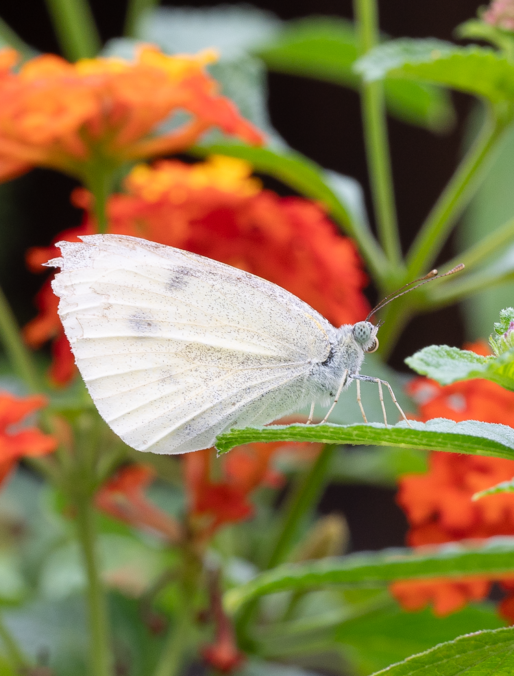 Butterfly (100490-0045)