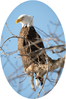 Bald Eagle (100545-0041)