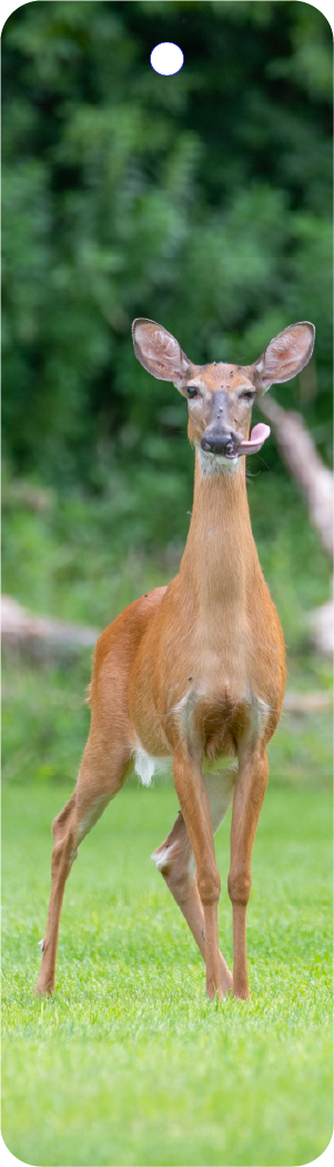 Whitetail Deer (100341-0025)