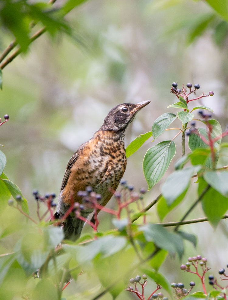 Juvenile Robin (100341-0012)