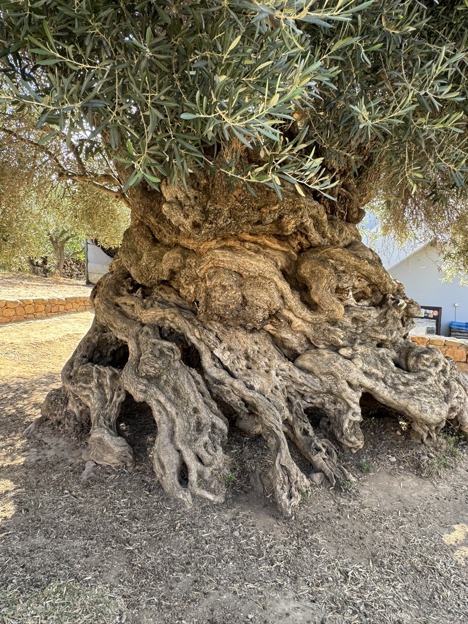 Ancient Olive Tree of Vouves, Crete, Greece