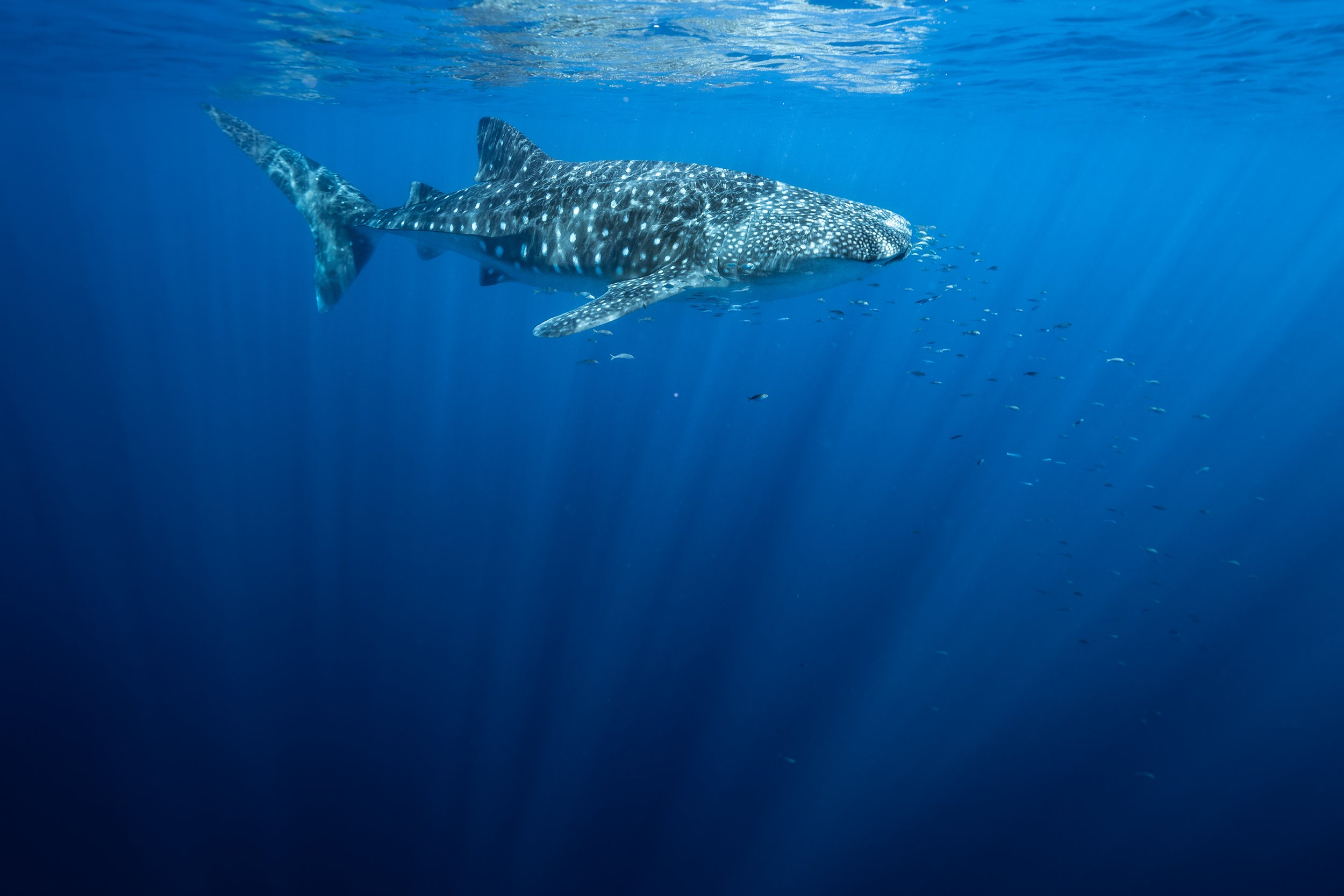 Whaleshark Glimmer - Fine Art Print