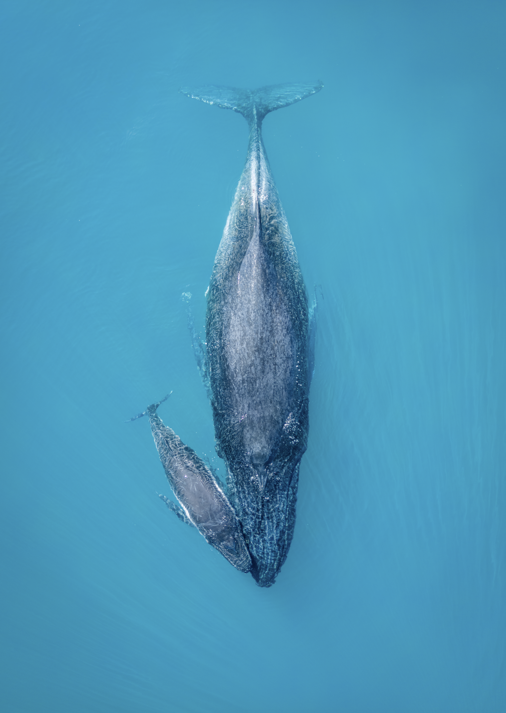 Taking Rest - Fine Art Print
