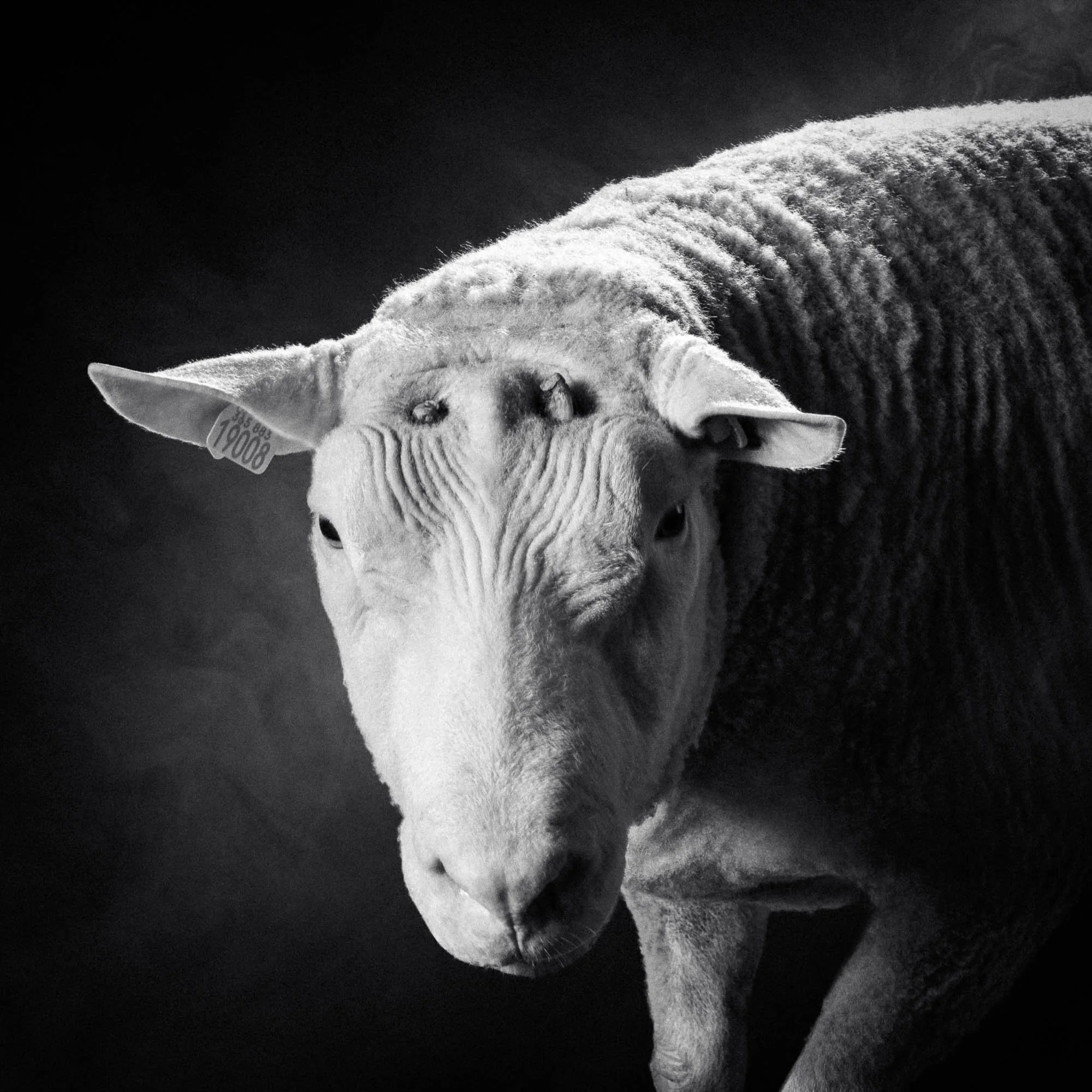 Vache blanche en gros plan sur fond noir