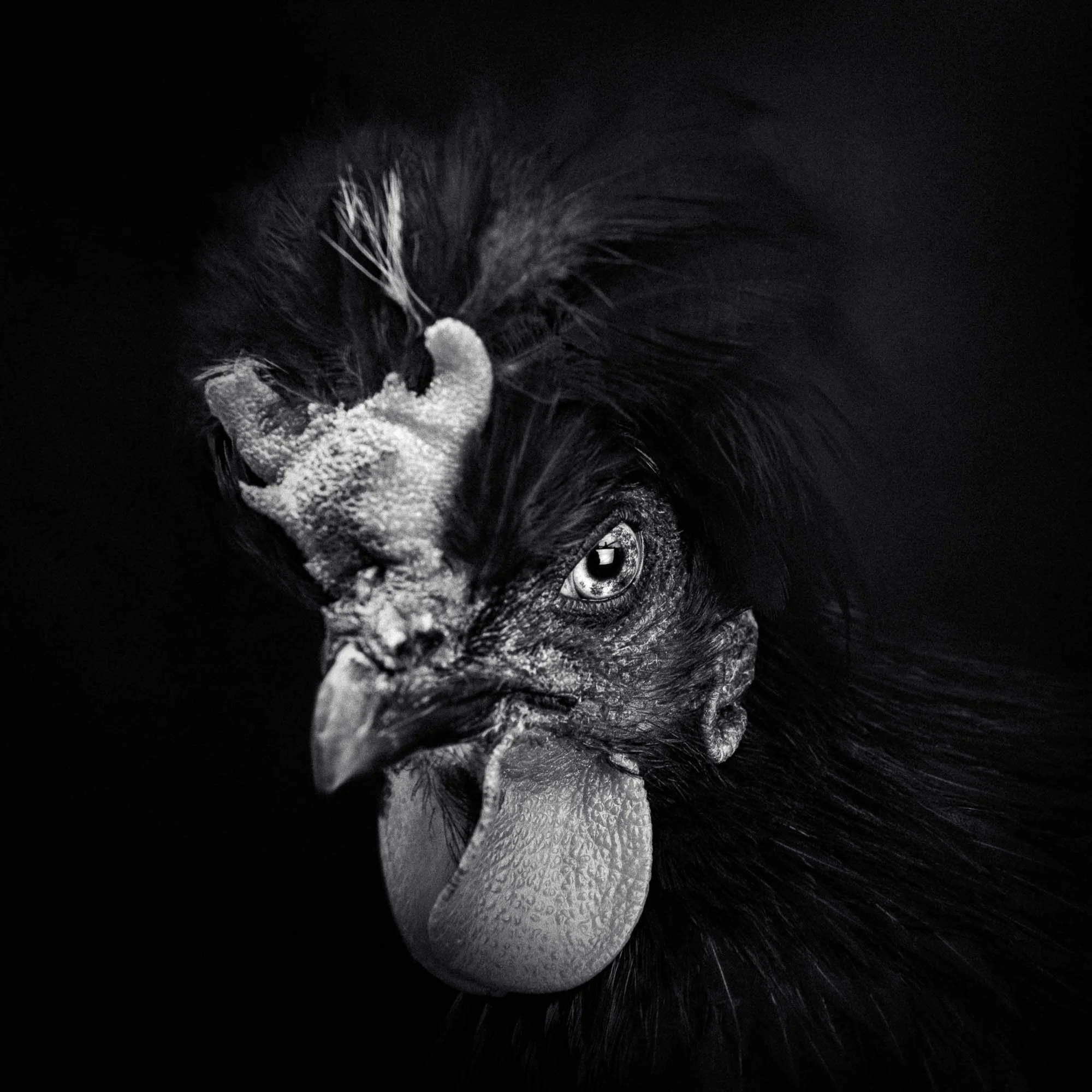 Un portrait noir et blanc d'un coq avec une expression intense, mettant en valeur ses détails faciaux et ses plumes.