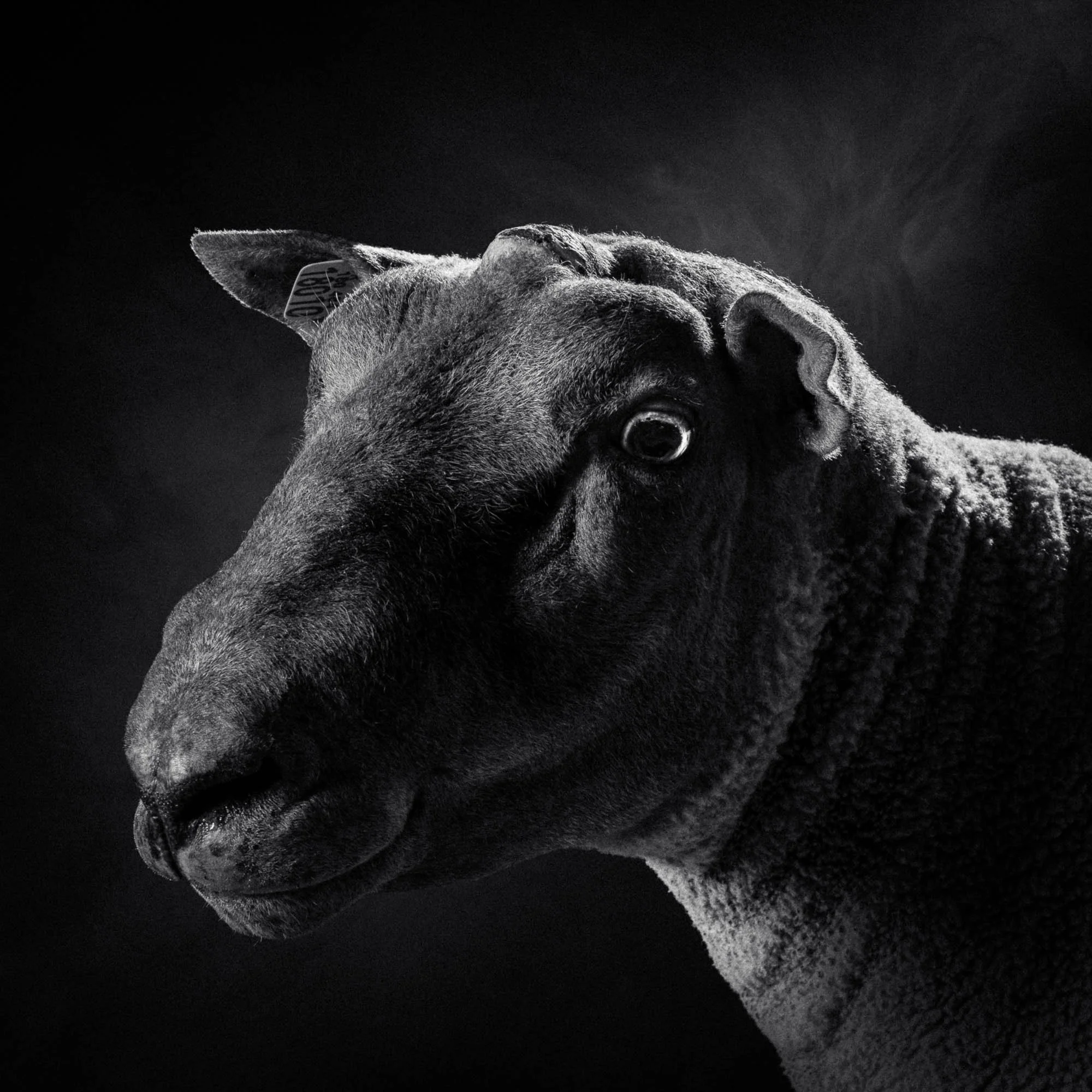 Un portrait en noir et blanc d'une chèvre avec un regard expressif.