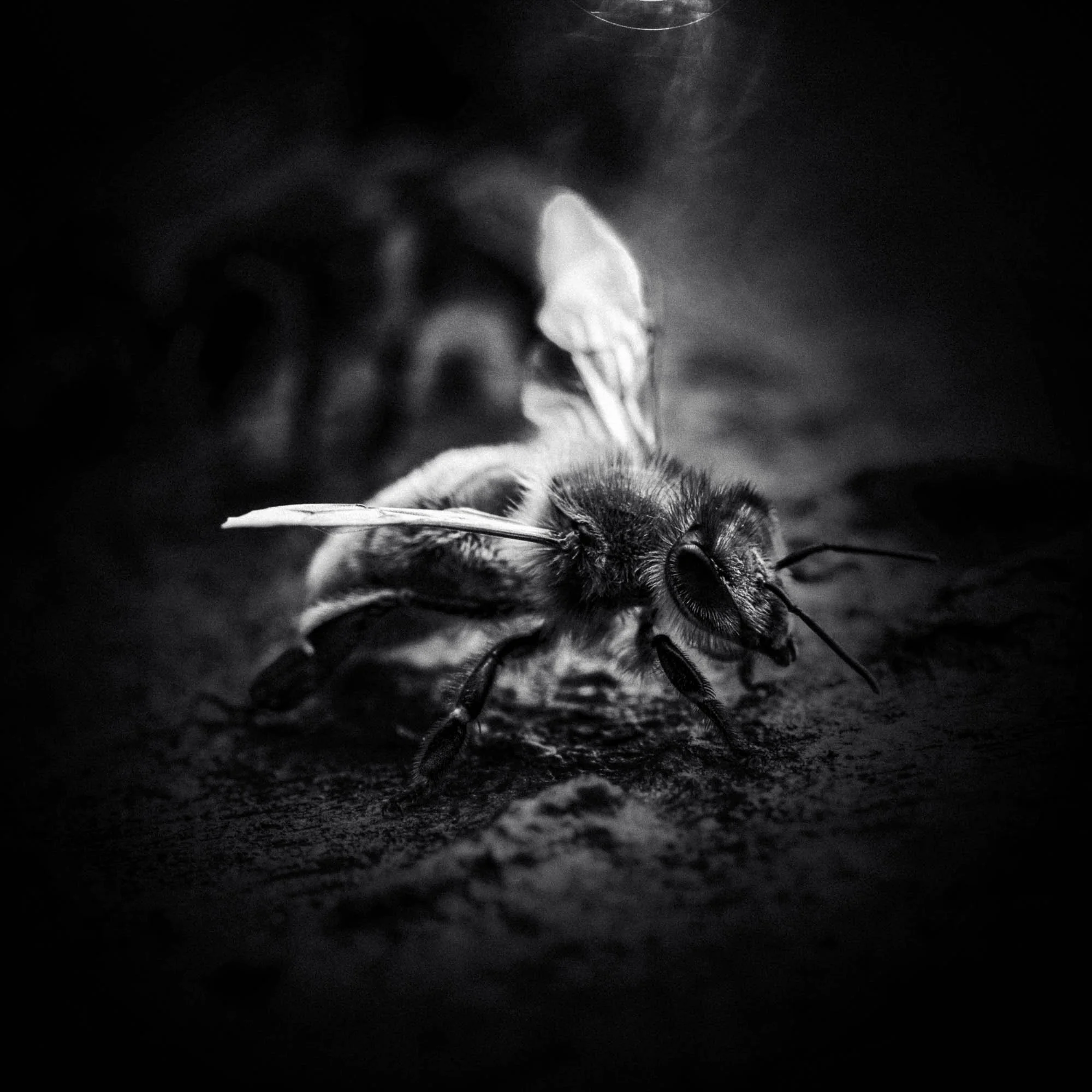 Une abeille noire et blanche repose sur une surface sombre, vue en gros plan en noir et blanc.