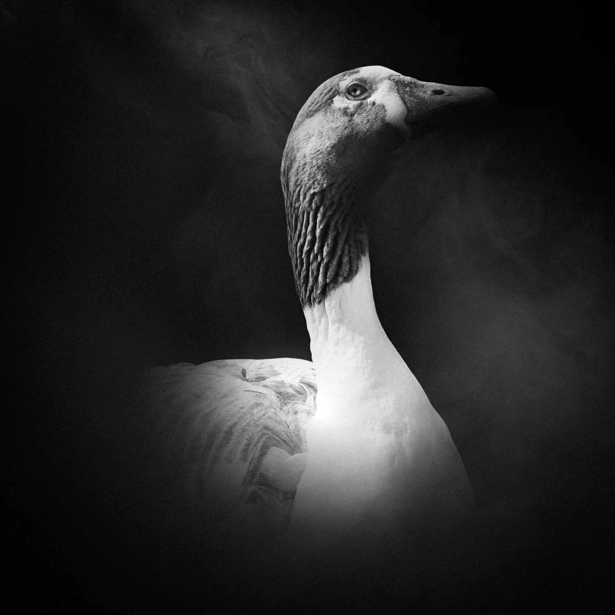 Une photo en noir et blanc d'une oie, focalisée sur sa tête et son cou, avec un fond sombre.
