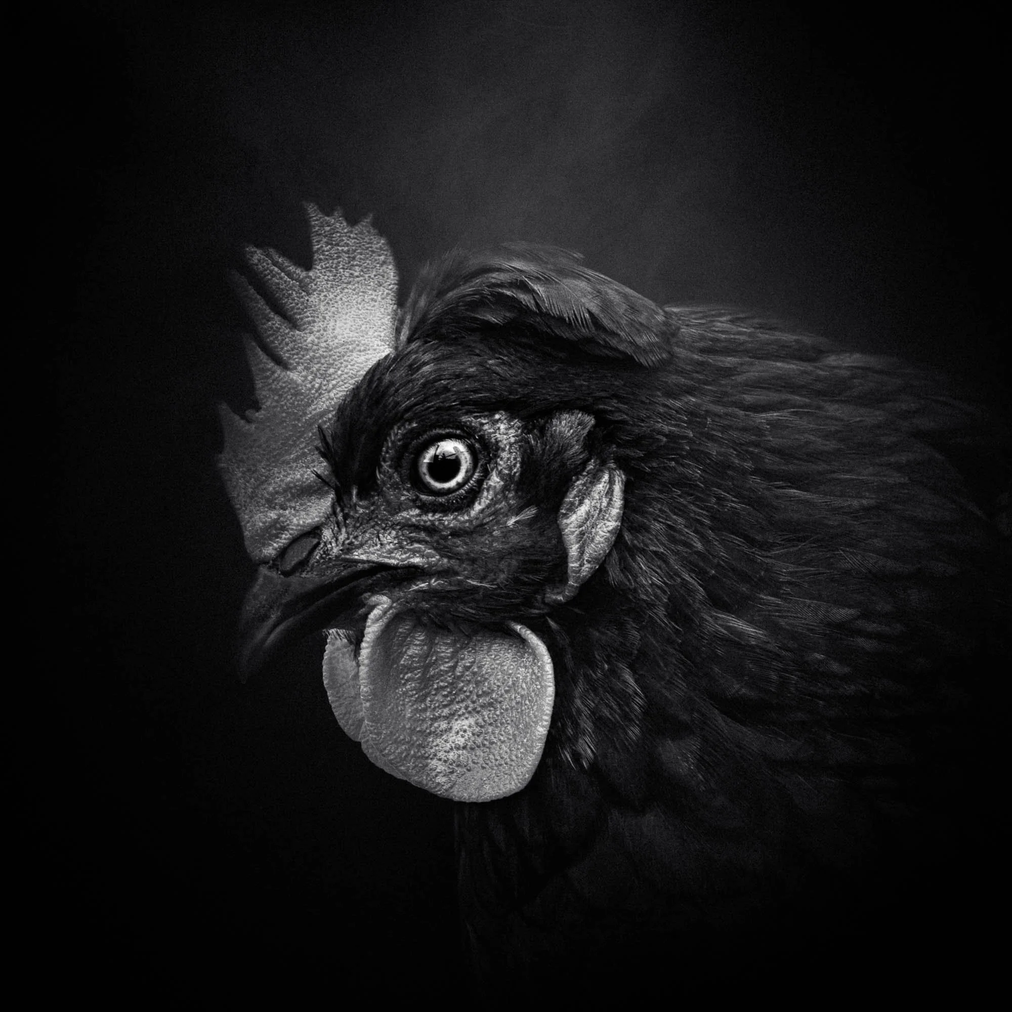 Une image en noir et blanc d'un coq vu de profil, avec une mise en valeur de ses détails faciaux et de ses plumes