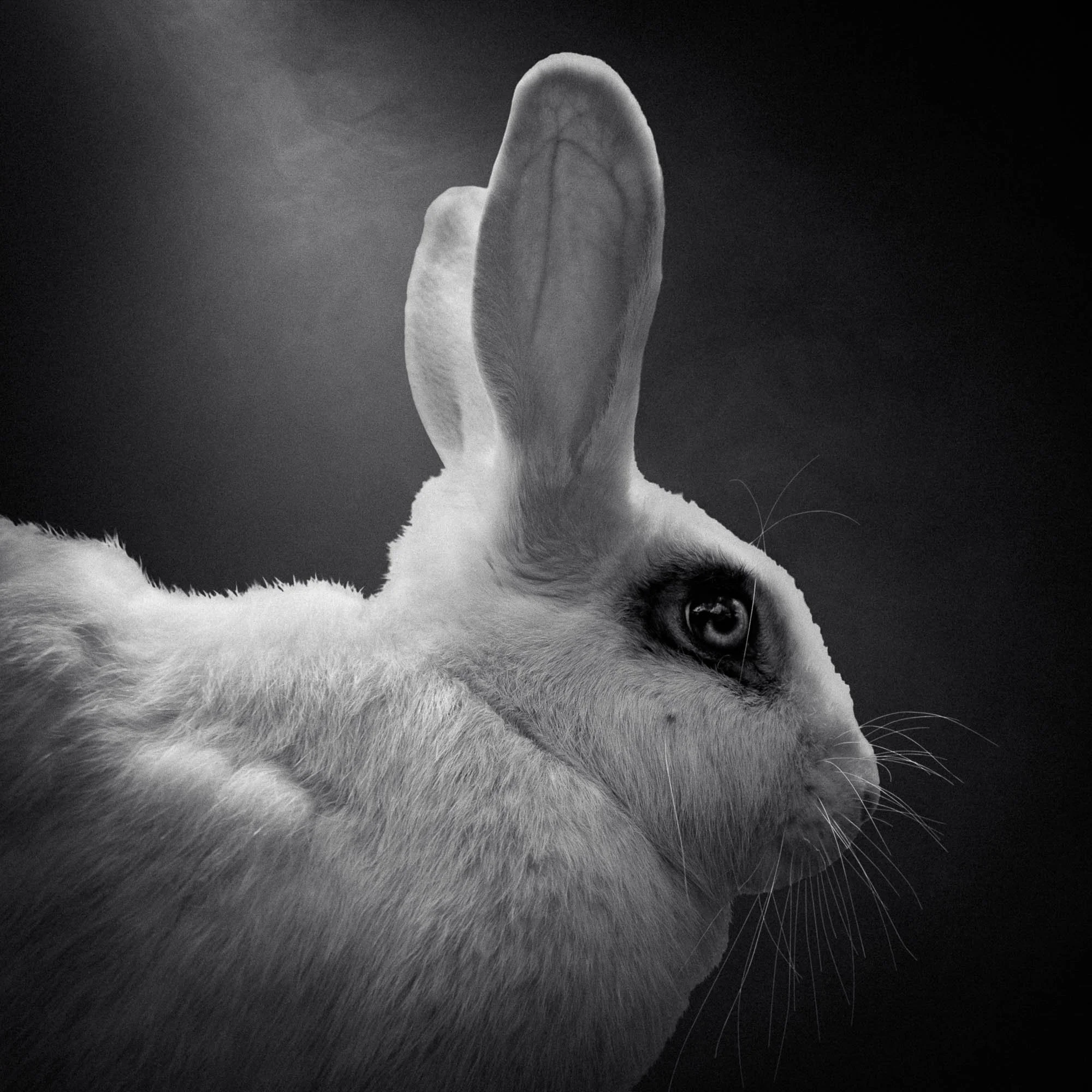 Un lapin blanc en profil, avec une oreille pointue grande, en noir et blanc.